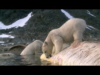 2010 - Polar Bear: Spy on the Ice