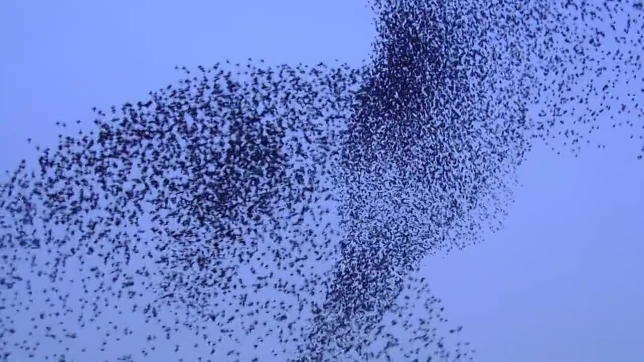 2009 - Swarm - Natures Incredible Invasions