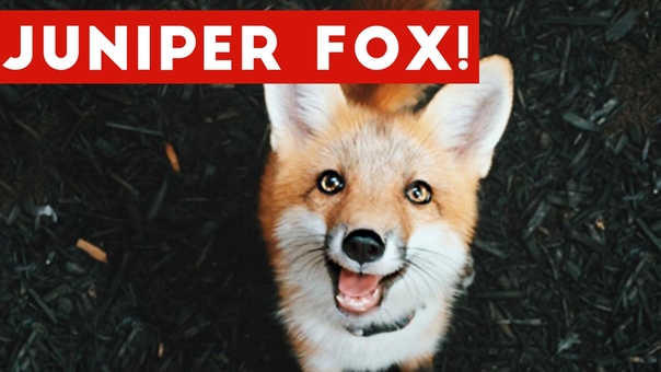 Juniper Foxx