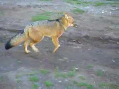 _Андская лисица / culpeo fox (Lycalopex culpaeus)