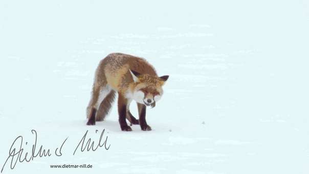 _Красная Лисица / Red Fox (Vulpes vulpes)