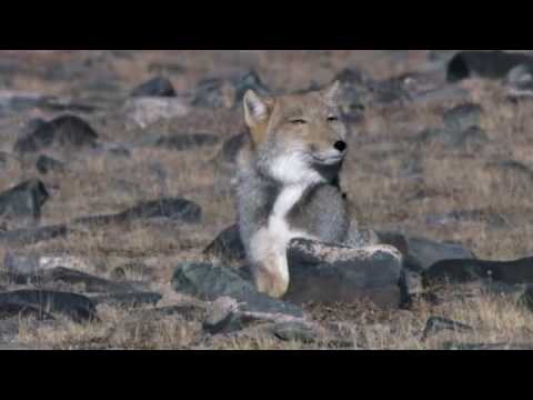 _Тибетская лисица / Vulpes ferrilata