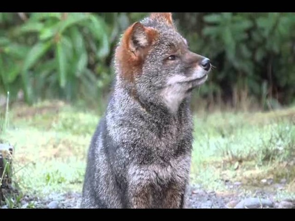 _Лисица Дарвина / Darwin's fox (Lycalopex fulvipes)