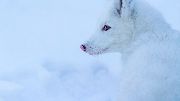 _Песец / Arctic fox (Vulpes lagopus)