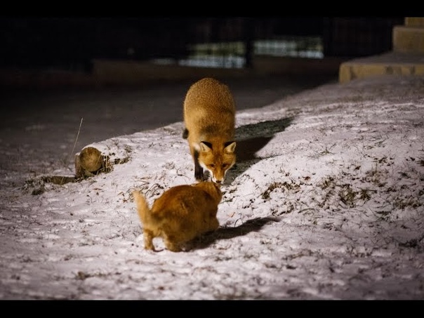 _Лиса и Кот / cat and fox