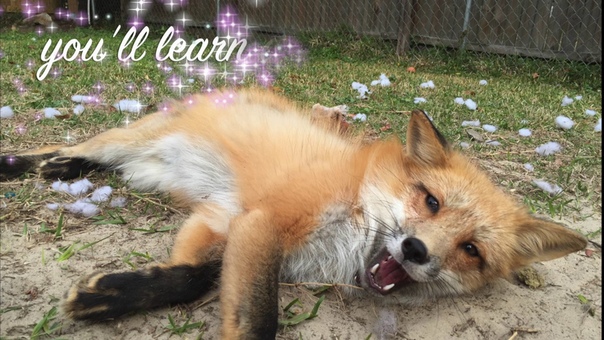 Riot The Red Fox