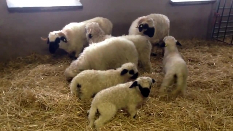 Валлисские черноносые овцы