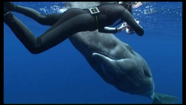 Whales & Human Encounters