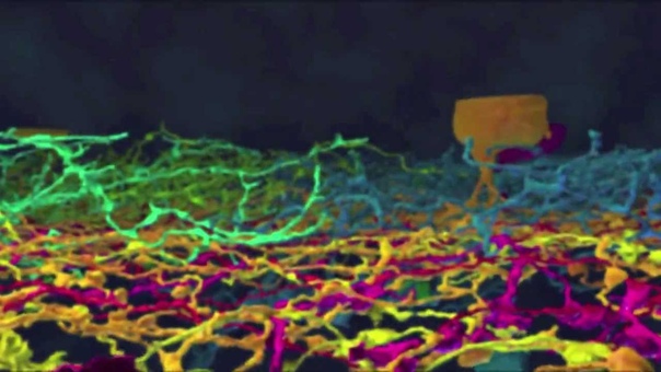 Мозг и нейроны в 3D