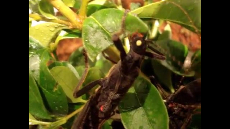 Черный кордильерский палочник (Peruphasma schultei)