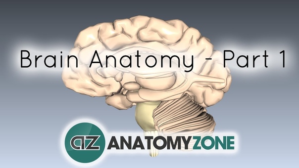 Видеоуроки по анатомии AnatomyZone