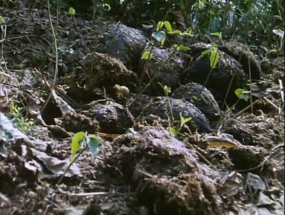 BBC: Невидимая жизнь растений (1995)
