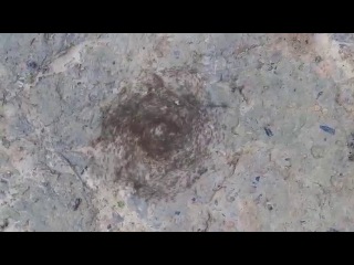Ant Circles of Death