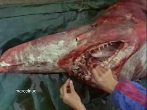 Акула-гоблин (Mitsukurina owstoni)