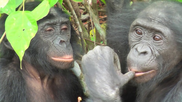 Секс бонобо