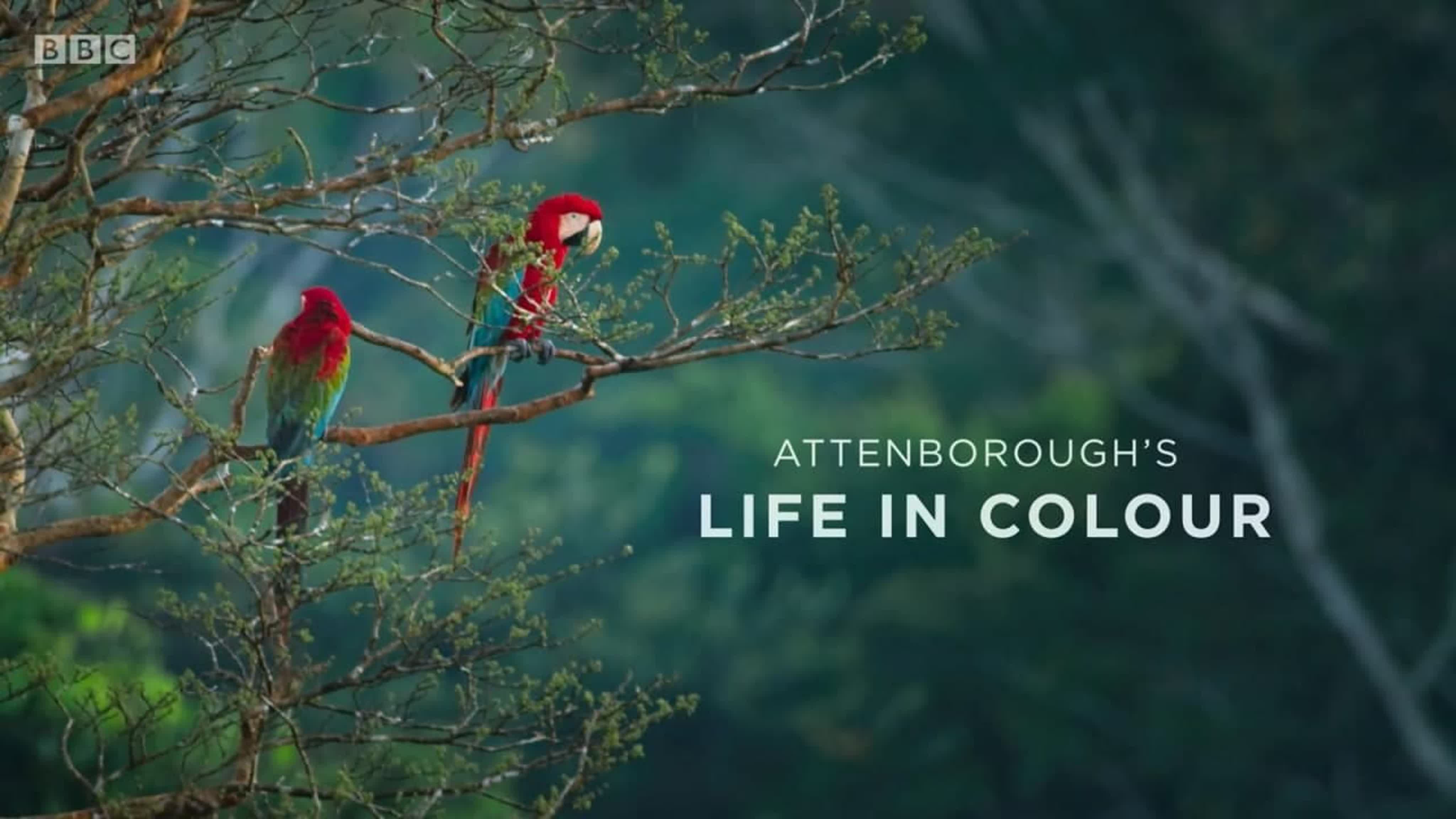 Жизнь в цвете с Дэвидом Аттенборо / Life in Colour (2021)