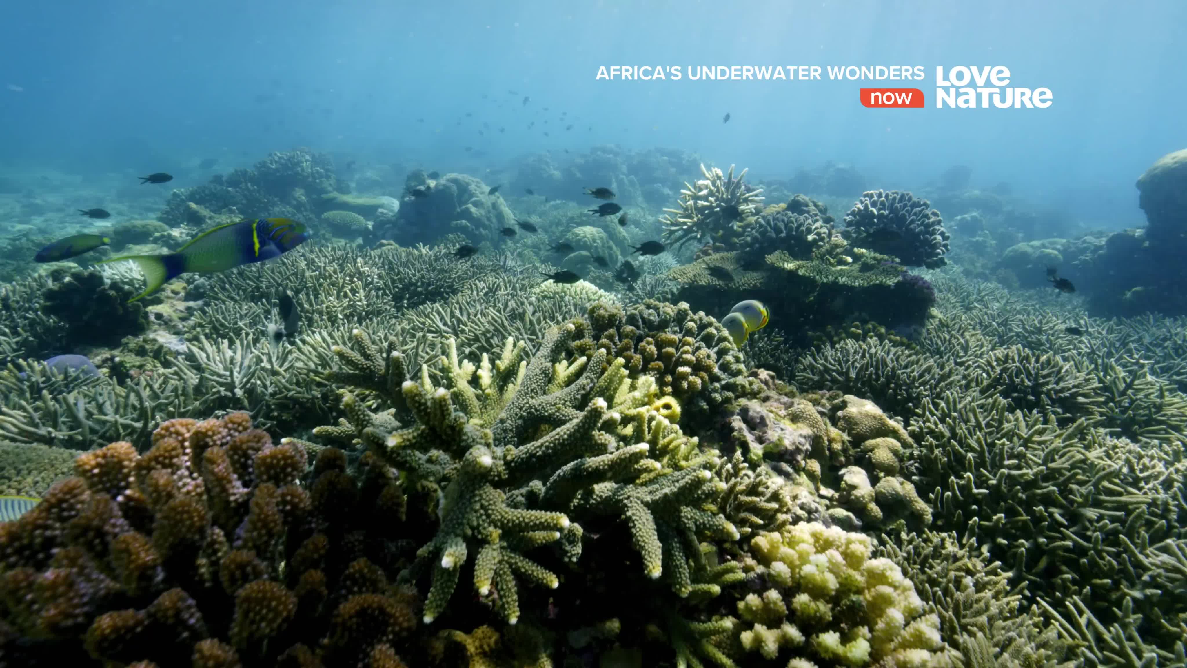 Африканские подводные чудеса / Africa's UnderWater Wonders (2016)