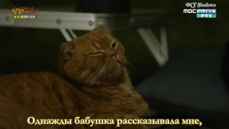 Воображаемая кошка (Корея, 2015, 8 серий, рус.субтитры)