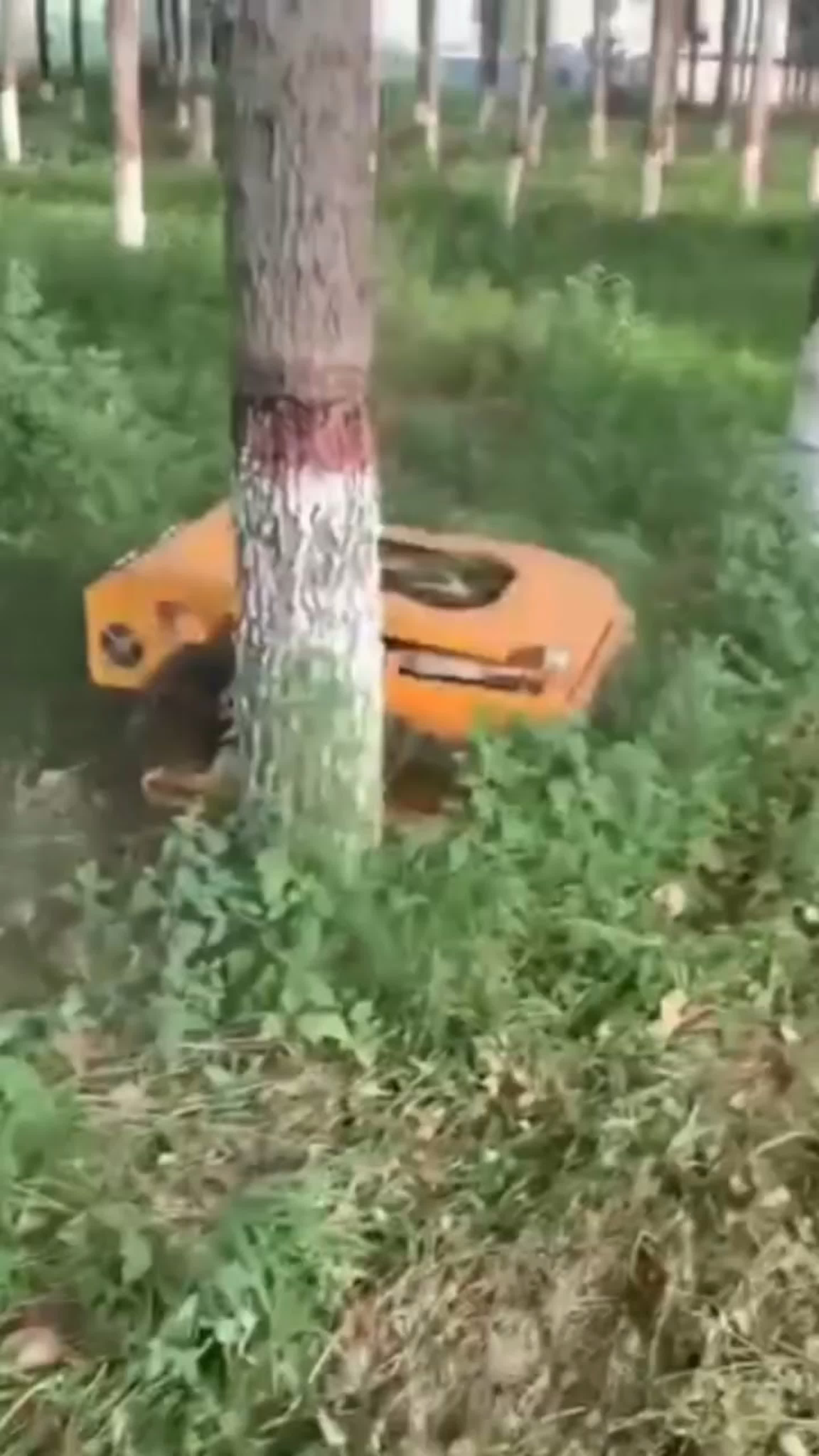 дом
