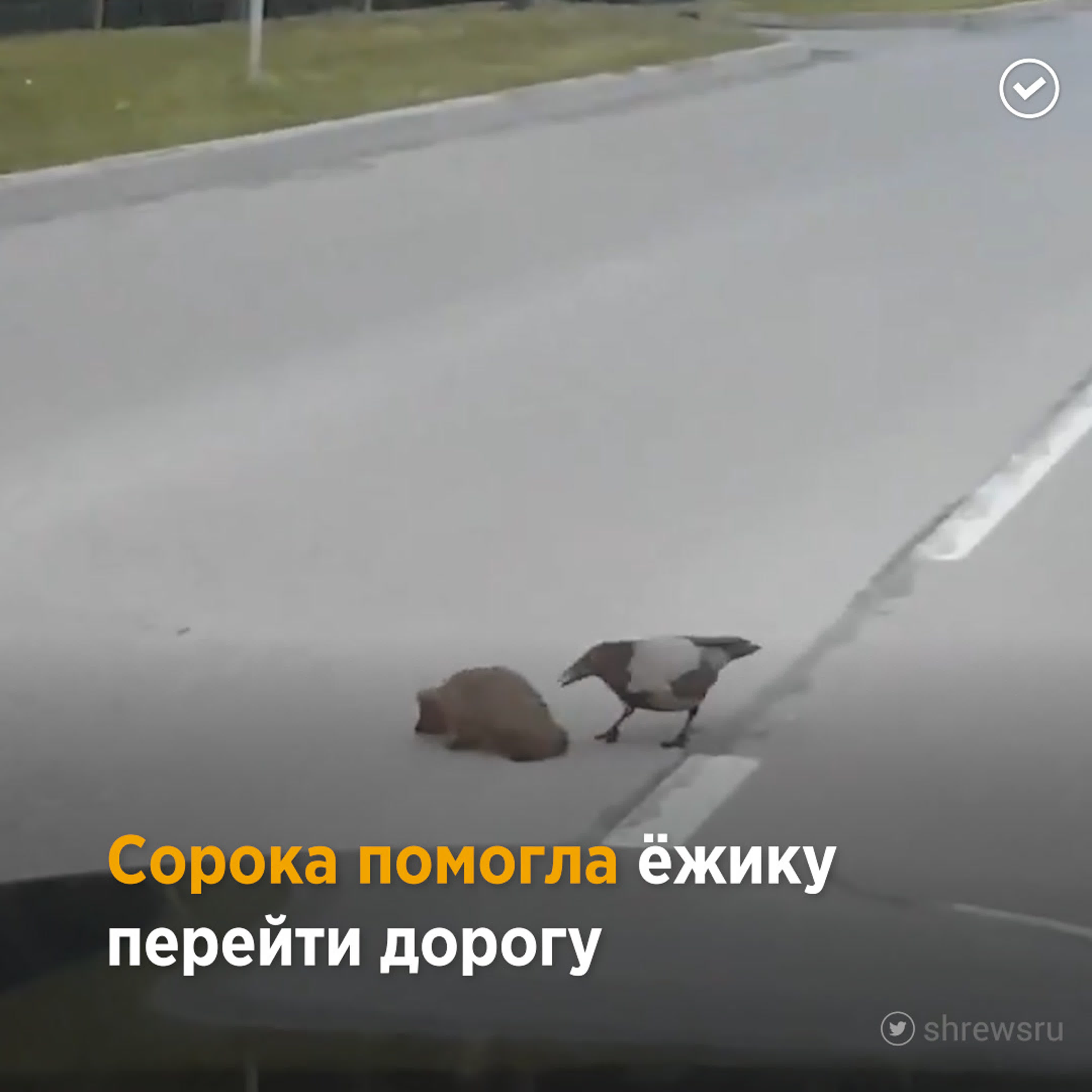 Улыбнись !
