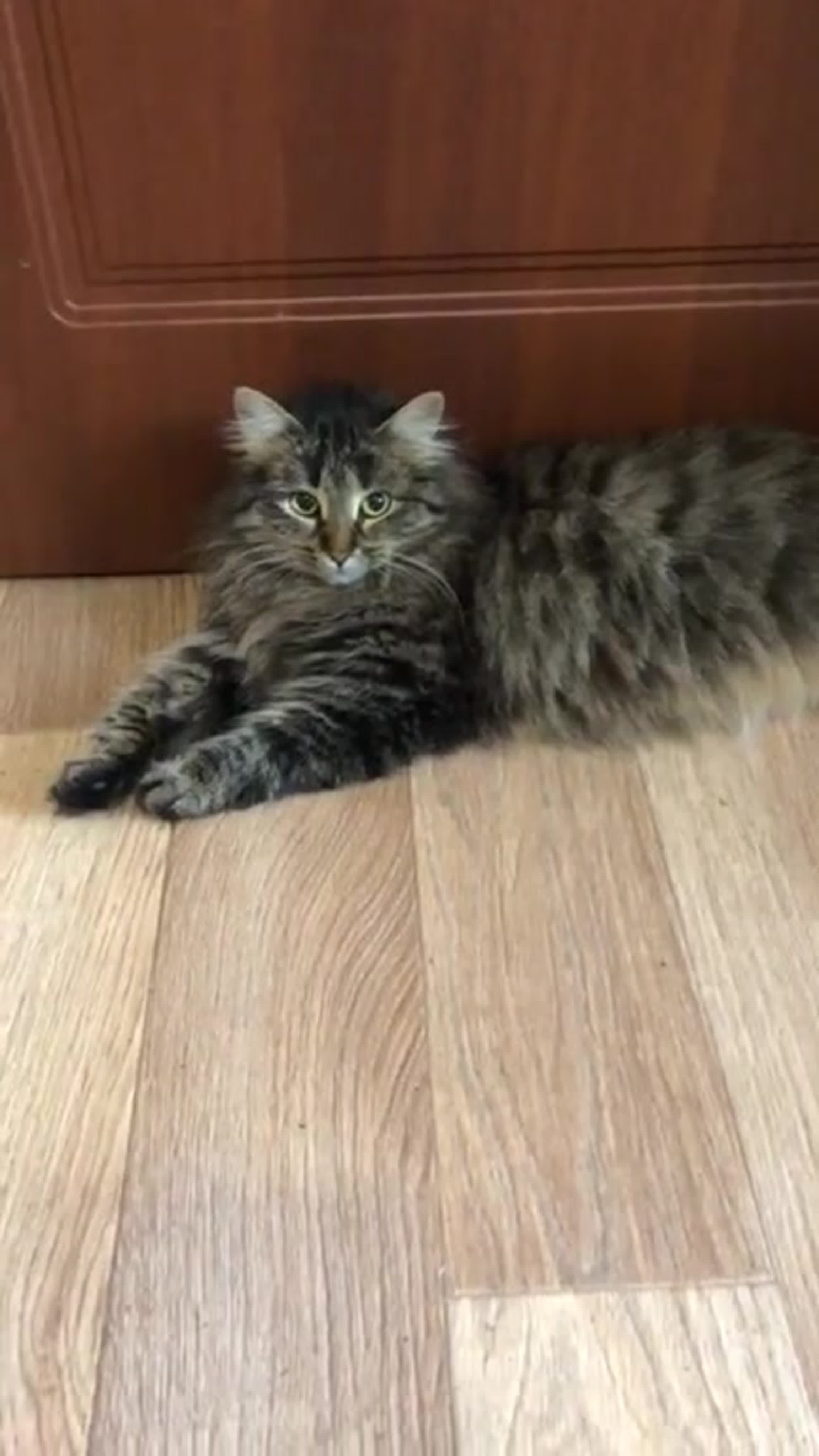Котики Тамары Федоровны. СРОЧНО НУЖЕН ПРИСТРОЙ