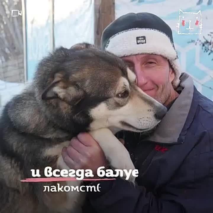 Животный мир...Кошки,собаки,лисы,медведи...
