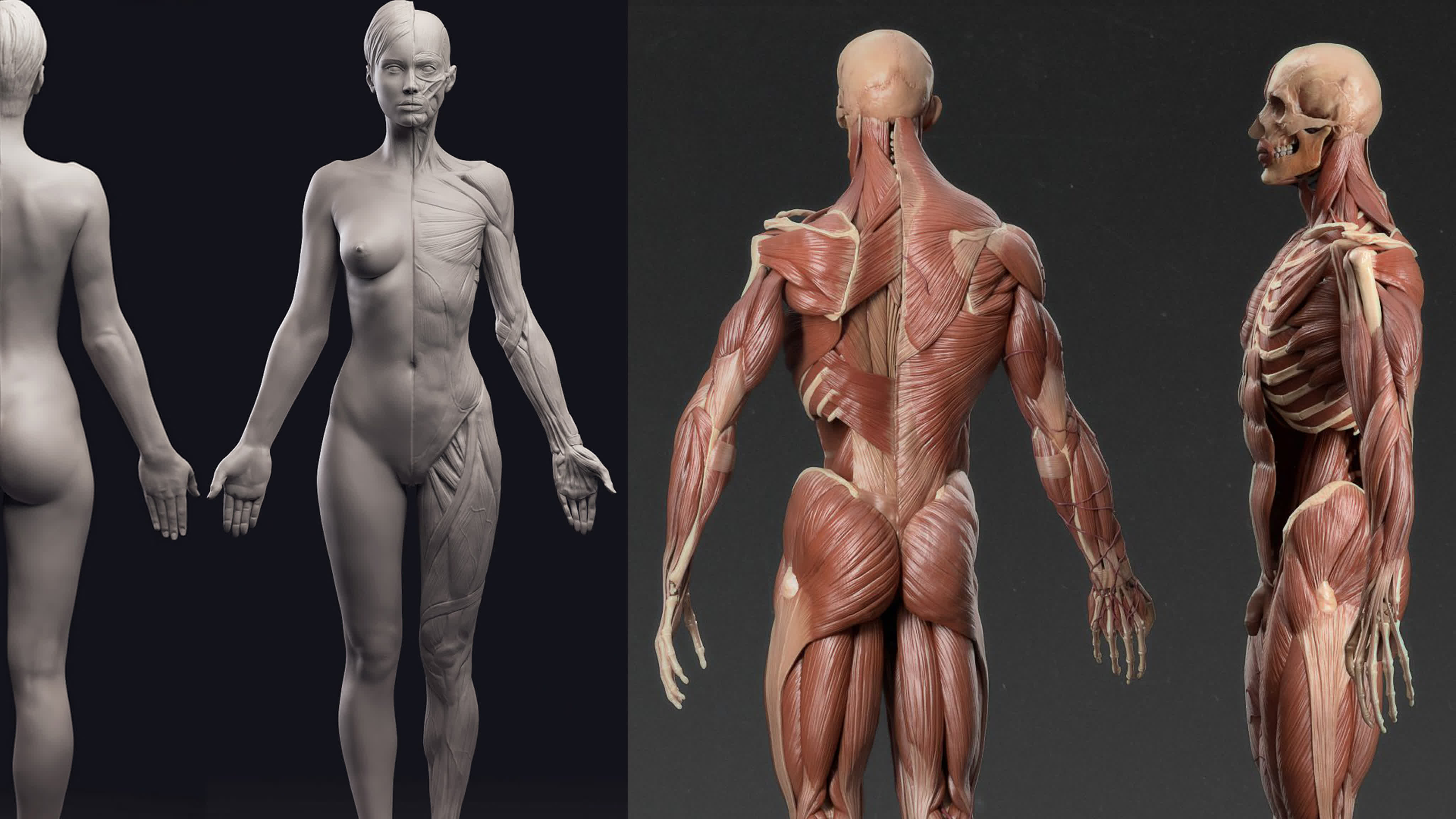 Udemy - 3D Anatomy: Sculpting in Blender 2.93.1: Master the human figure