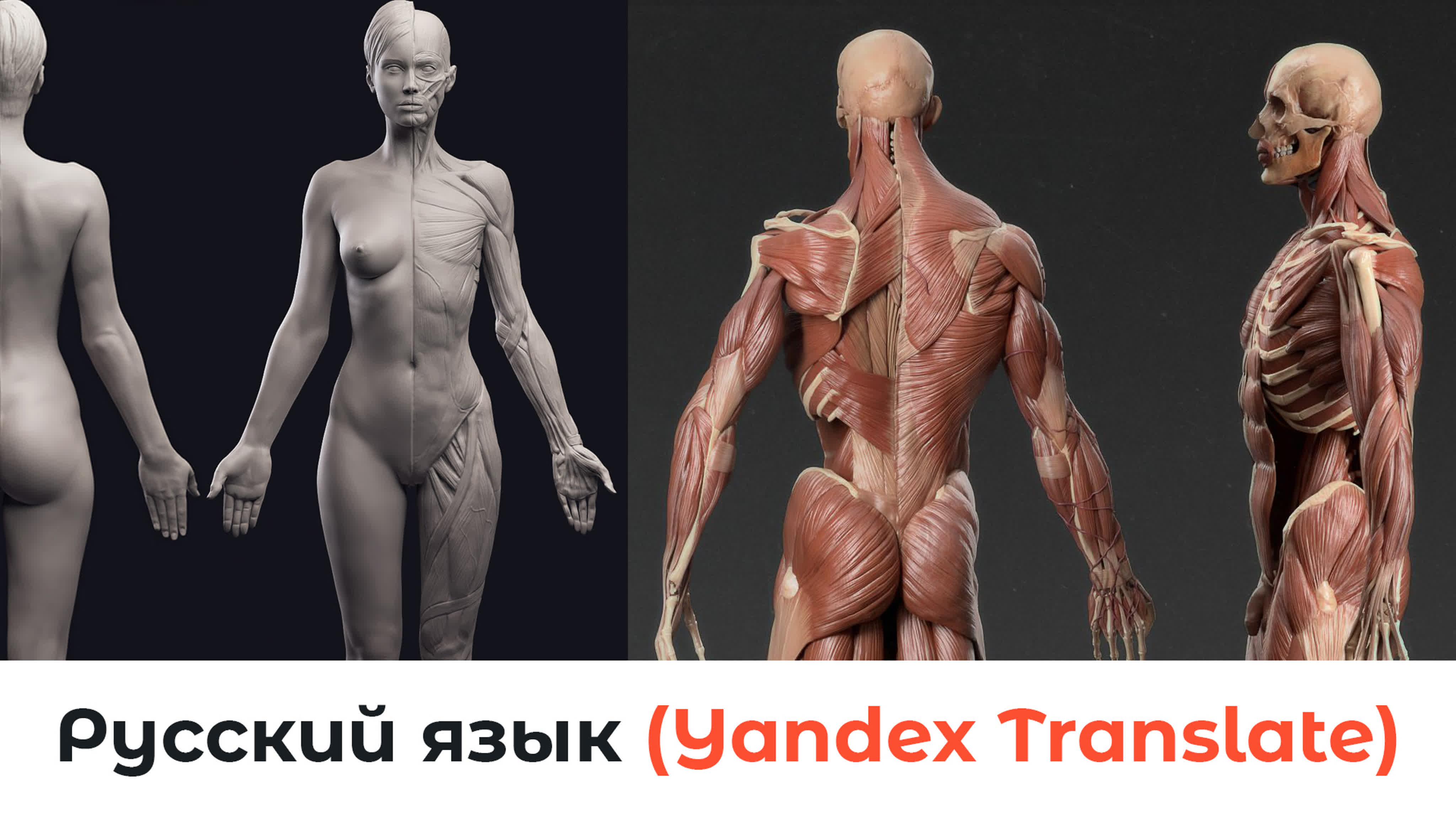 Udemy - 3D Anatomy: Sculpting in Blender 2.93.1: Master the human figure RU
