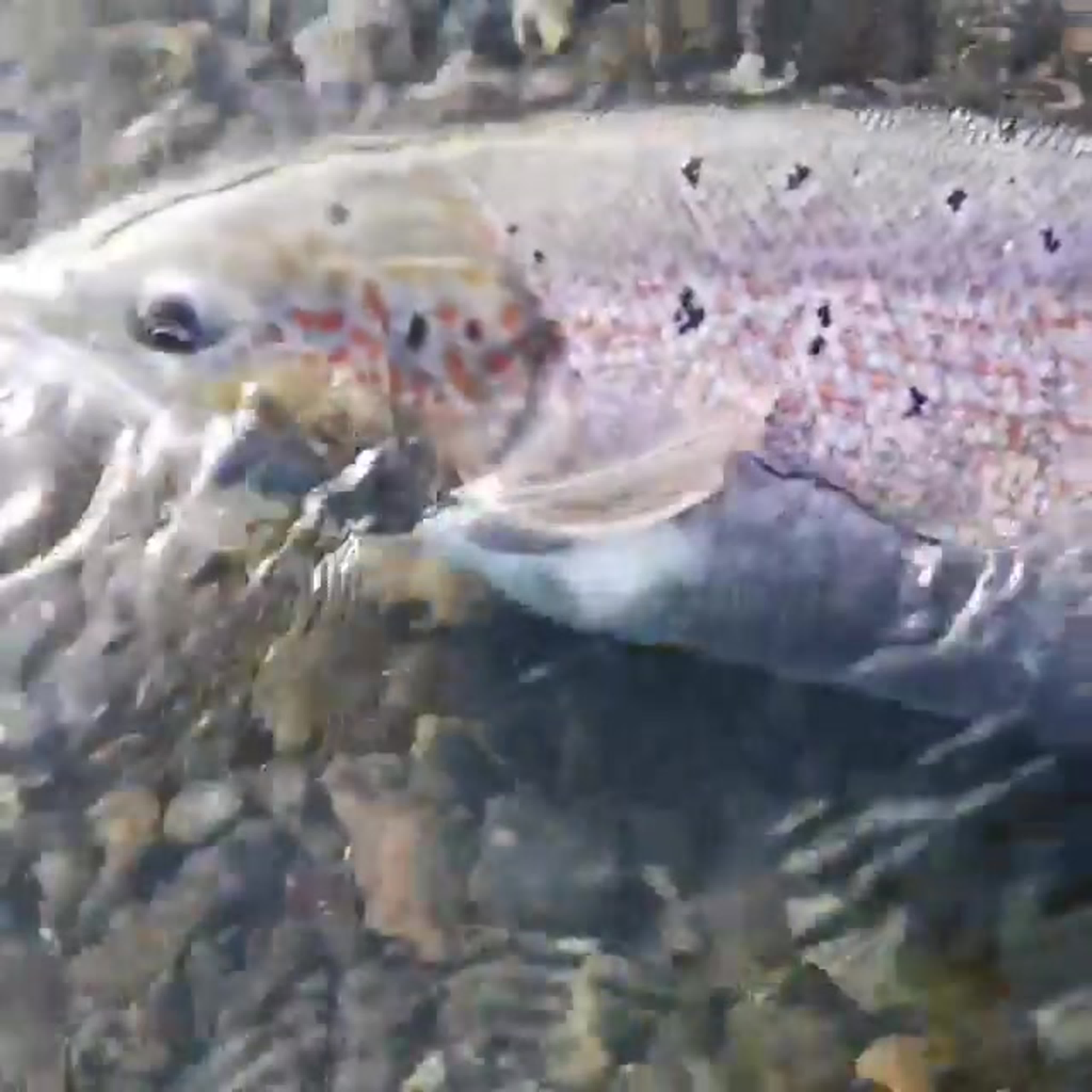 Разное видео...