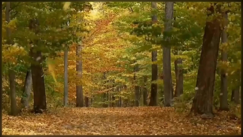 Видеоклипы, песни