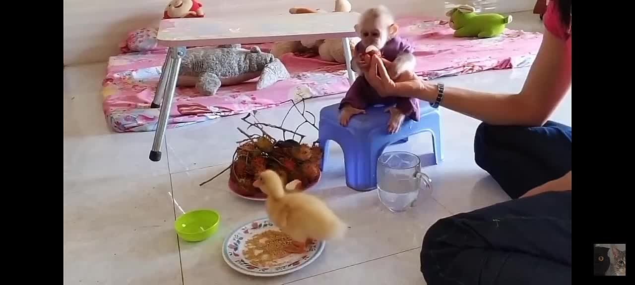 животные