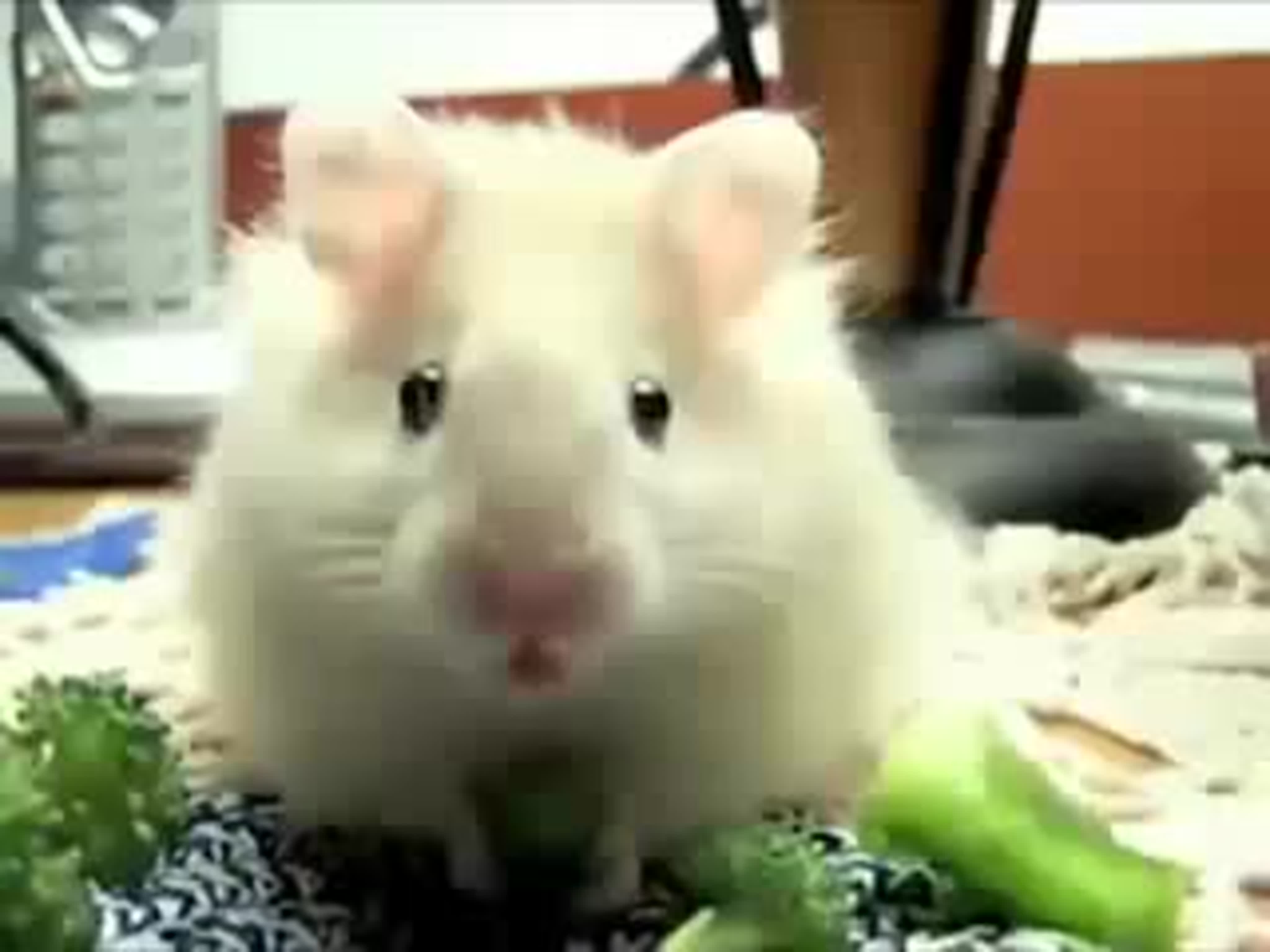 Животные