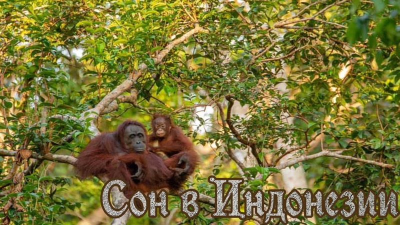 Дикая природа
