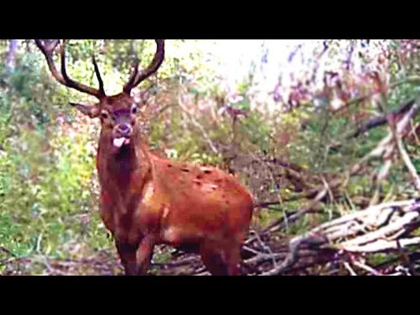 Wildlife & Belarus