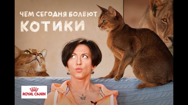 Все как у зверей