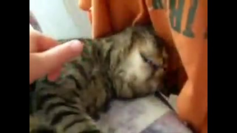смешульки звериные