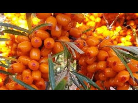 🍈🍊🍏 ЗАГОТОВКИ! ОБЛЕПИХА! 🍏🍊🍈