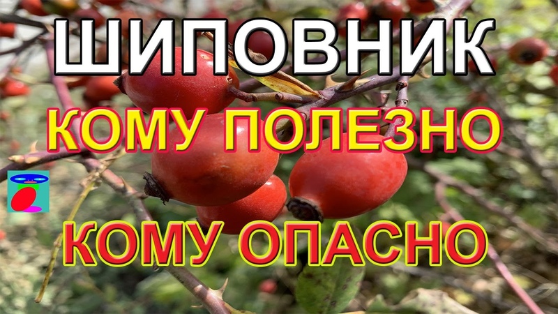 🍏🍊🍈🍊🍏 ЗАГОТОВКА: ЯГОДЫ, ФРУКТЫ! 🍏🍊🍈🍊🍏