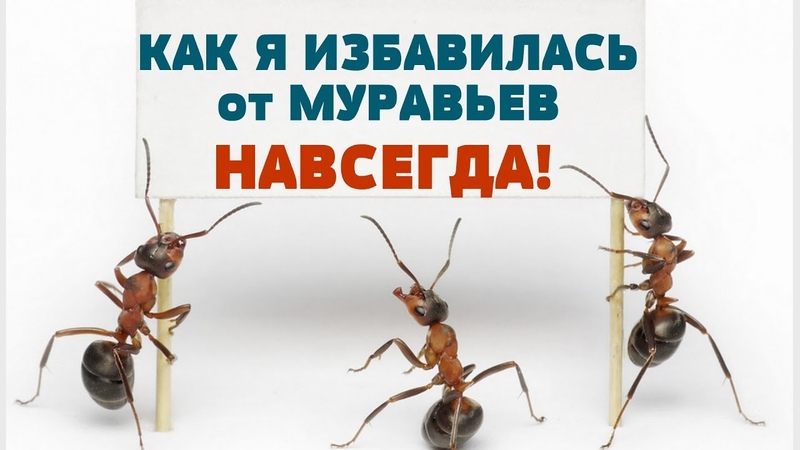 ** МУРАВЬИ! БОРЬБА! **