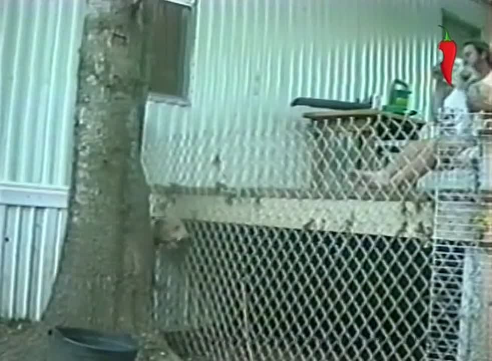 самые улетные животные