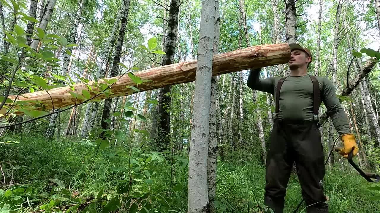 ЛЕСНЫЕ