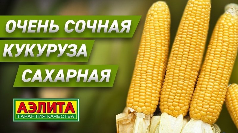 🌽Кукуруза 🌽