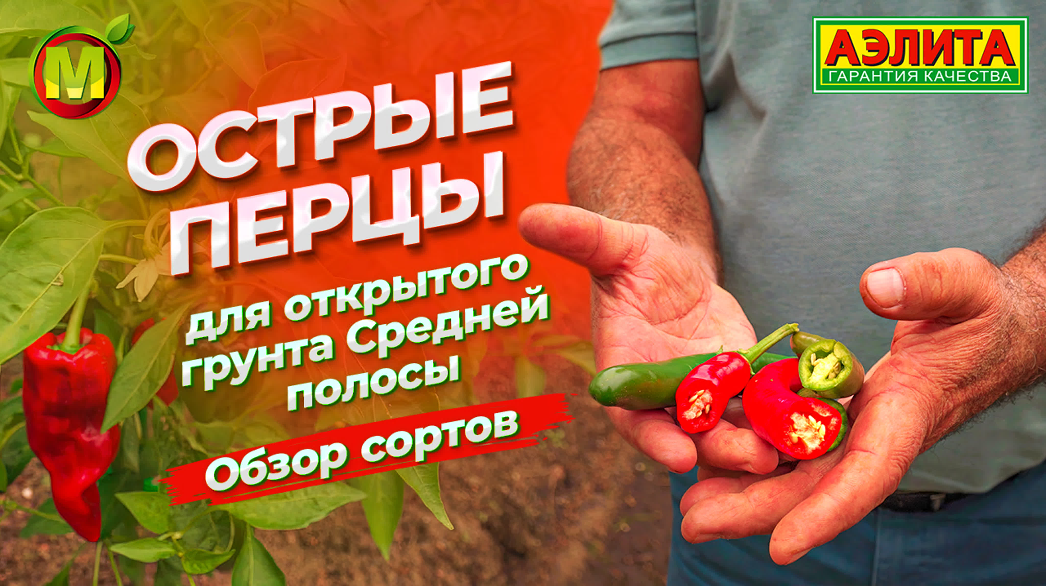 🌶Перец острый / Перец Чили🌶