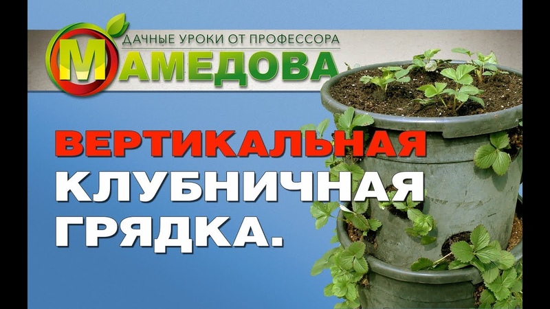 🍓Земляника и Клубника🍓 Посадка и уход