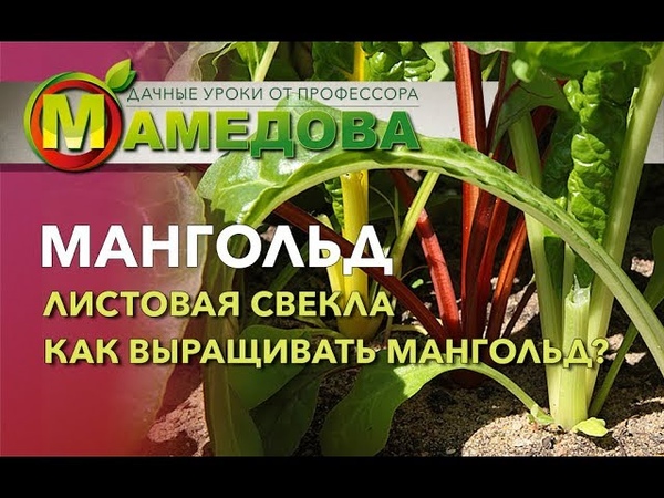 Мангольд / Листовая свекла