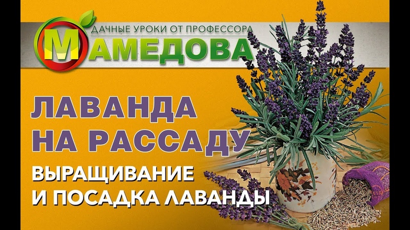 Выращивание ЛАВАНДЫ 🌱