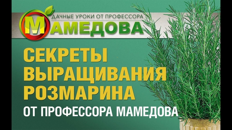 Всё о РОЗМАРИНЕ☝️