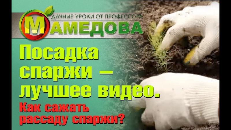 Спаржа - посадка и уход 👨‍🌾