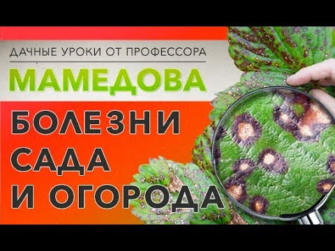 ❗️Болезни и вредители рассады ❗️