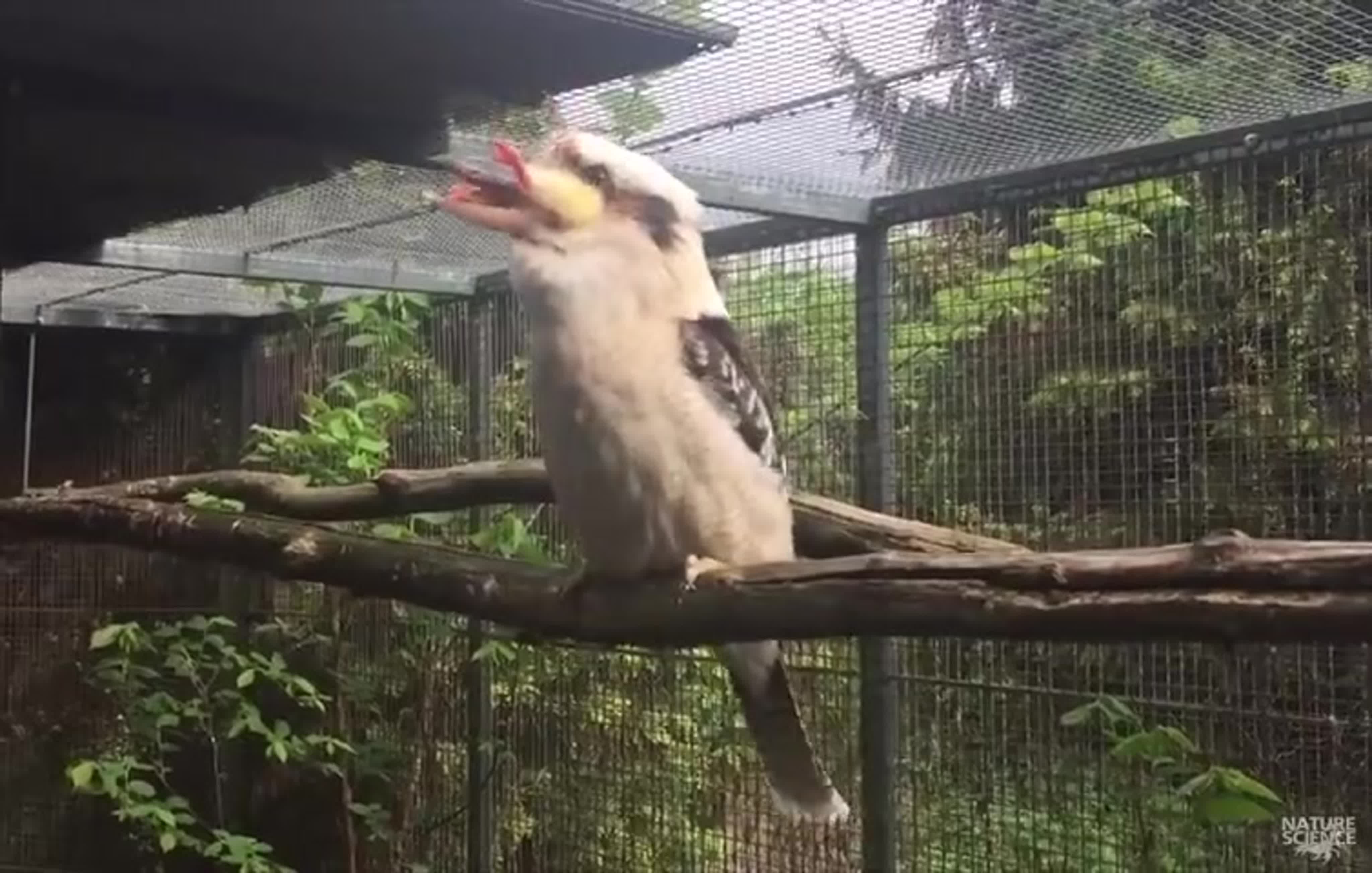 Животный мир